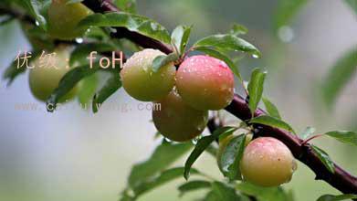 ź
