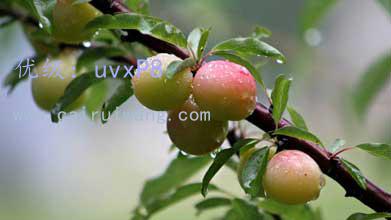 ź