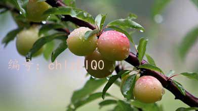 ź